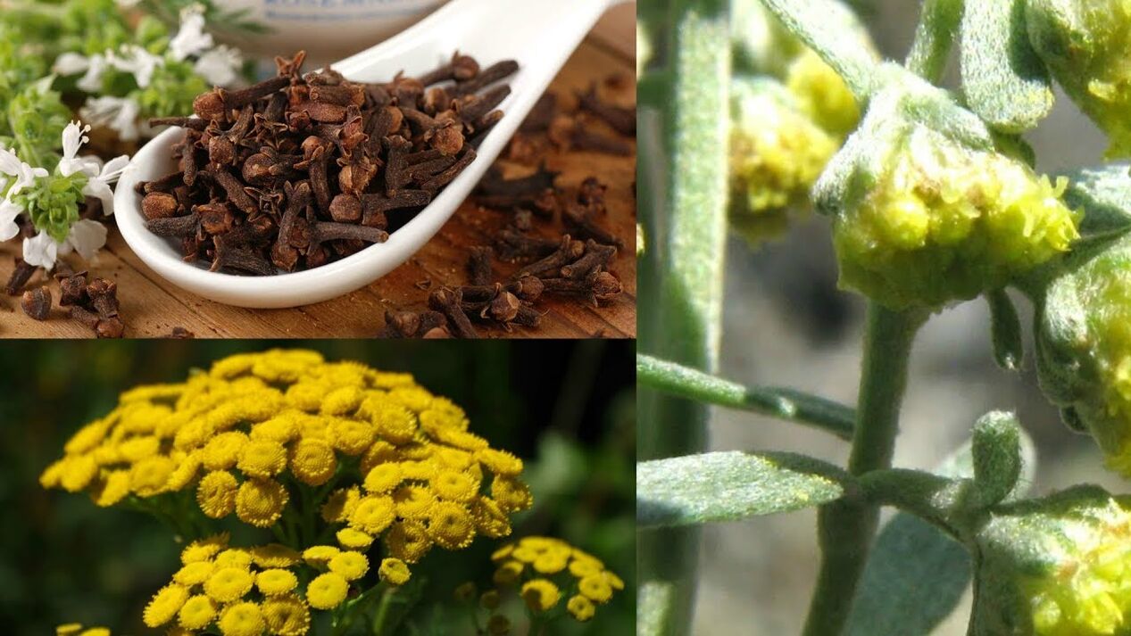 medicinal herbs against parasites