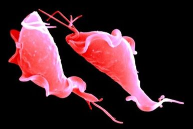 trichomonase protozoan parasites