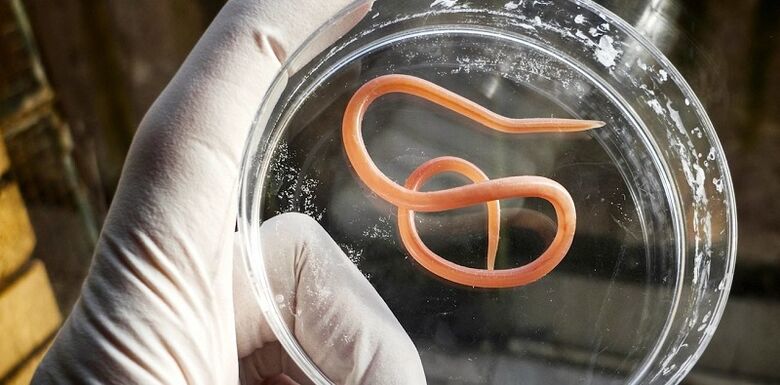 human body parasite