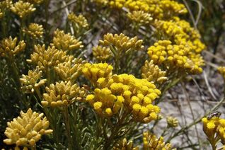 Immortelle in medicine